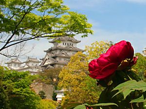 牡丹の花と姫路城
