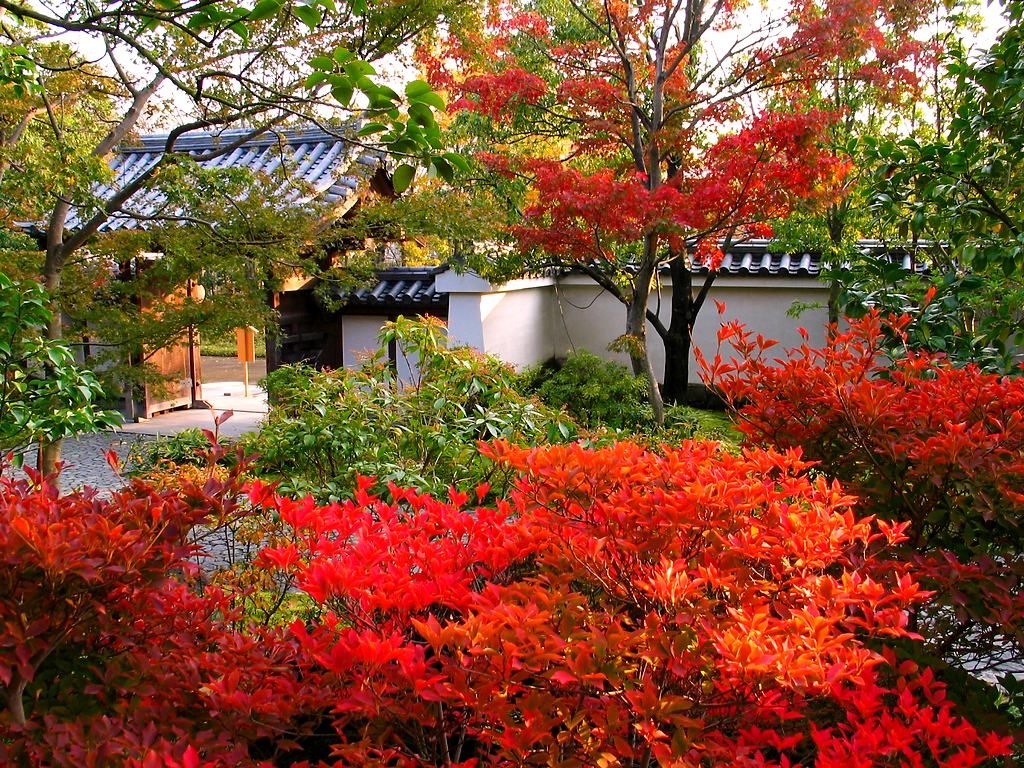 紅葉とモミジのライトアップ 好古園の日本庭園 壁紙写真集 無料写真素材