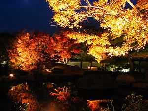 好古園の紅葉と日本庭園のライトアップ/好古園紅葉会