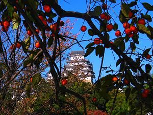 姫路城の紅葉・柿の実