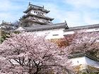 姫路城の桜・姫路城公園の花見/姫路城の桜壁紙写真・桜の花