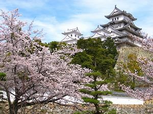 姫路城の天守閣と桜の風景