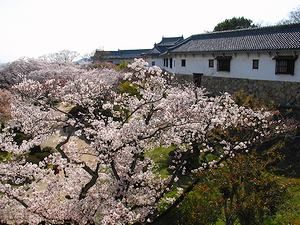 西の丸長局（百間廊下）と西の丸庭園の桜の風景