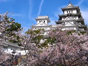 姫路城大天守と桜の風景
