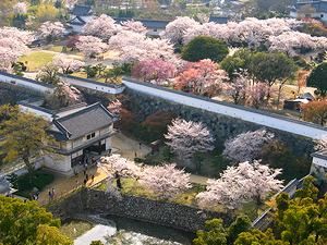 姫路城大天守最上階から見た西ノ丸庭園の桜