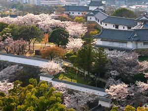 姫路城大天守最上階から見た西ノ丸庭園の桜