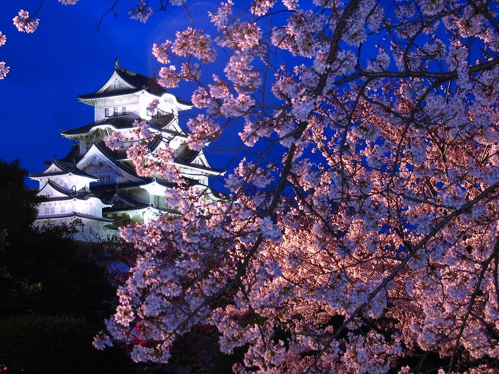 姫路城の夜桜 桜のライトアップ 壁紙写真集 無料写真素材