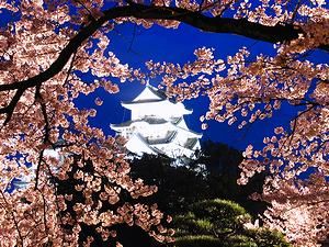 姫路城と桜のライトアップ・西の丸庭園の夜桜