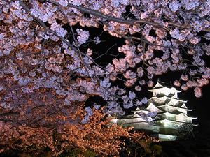 姫路城と桜のライトアップ・西の丸庭園の夜桜