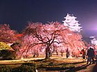 姫路城花あかり・姫路城夜桜会/姫路城と桜のライトアップ