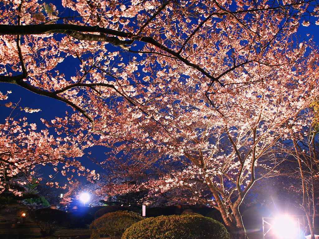 姫路城花あかり 姫路城夜桜会 姫路城と桜のライトアップ壁紙写真 無料写真素材