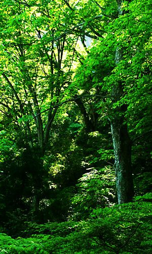 虹ヶ滝へのハイキングコースと広葉樹林の新緑