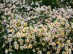 兵庫県の県花・野路菊(ノジギク)の花