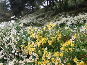 野路菊(ノジギク)の群落・白花と黄花野路菊（キバナノジギク）の花