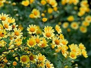 黄花野路菊（キバナノジギク）の花