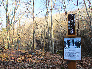 兵庫県神河町の峰山高原・リラクシアの森