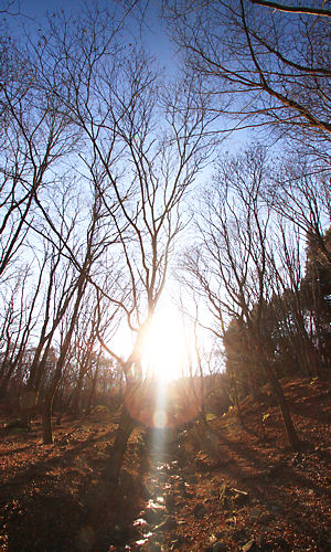 兵庫県神河町の峰山高原・リラクシアの森