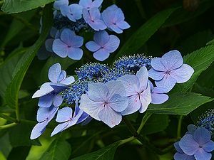 紫陽花（アジサイ）の花
