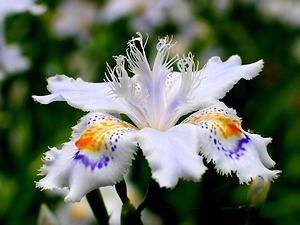 雪彦山シャガの花