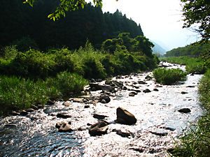 水車公園の前を流れる小田原川には蛍が生息する