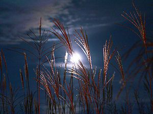 中秋の名月・十五夜の月に照らされ光輝くすすきの穂