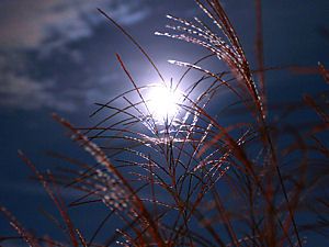 中秋の名月・十五夜の月に照らされ光輝くすすきの穂