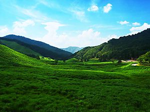 砥峰高原のススキの草原　（夏の風景）