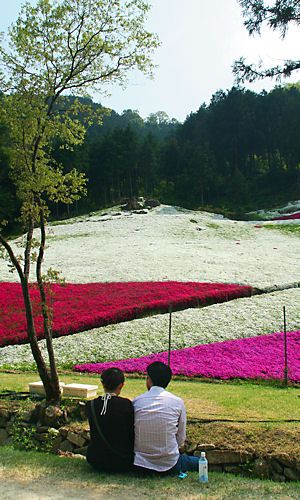 ヤマサ蒲鉾・芝桜の小道
