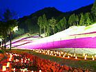 芝桜ライトアップ夜景・ヤマサ蒲鉾の芝桜の小道