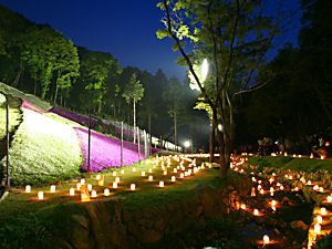 ヤマサ蒲鉾・芝桜の小道/芝桜ライトアップ夜景