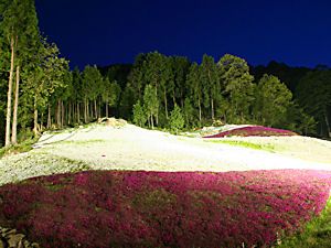 ヤマサ蒲鉾・芝桜の小道/芝桜ライトアップ夜景