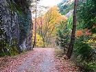 大カツラの木・クソブの滝・カニワ林道の紅葉/やすとみグリーンステーション
