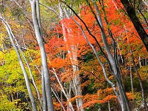 しそう森林王国・安富グリーンステーションの紅葉