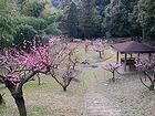 増位山自然公園と随願寺の増位山梅林・梅の花