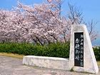 赤穂岬と赤穂御崎公園 日本の夕陽百選に選ばれた桜の名所/桜の壁紙
