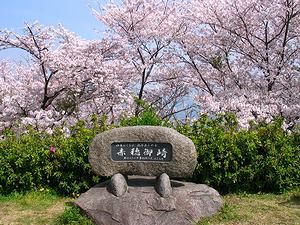 赤穂岬・赤穂御崎公園の桜
