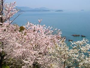 赤穂御崎の桜と瀬戸内海・播磨灘の風景