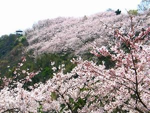 赤穂御崎東御崎展望台と桜並木