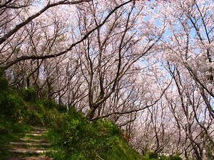 赤穂御崎散策路の桜並木