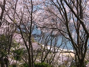 赤穂御崎の桜と海岸