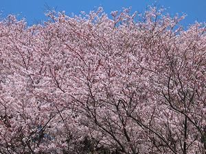満開の桜・赤穂御崎の桜並木