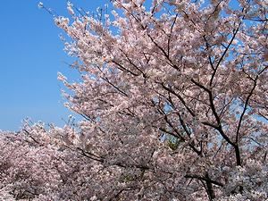 満開の桜・赤穂御崎の桜並木