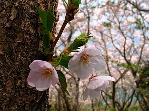 赤穂御崎の桜の花
