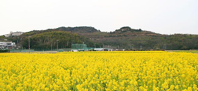 御津町黒崎地区の菜の花畑から見た綾部山梅林