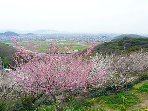 綾部山梅林とたつの市御津町〜姫路市網干区の風景