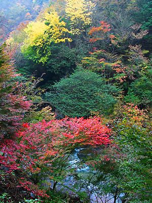 福知渓谷と福知川の紅葉の風景