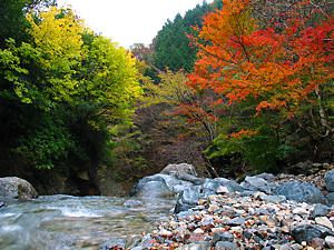 福知渓谷と福知川の紅葉の風景
