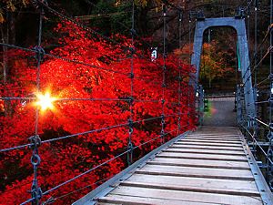 福知川にかかる吊り橋のライトアップ