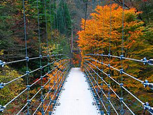 渓流に架かるつり橋「かえで橋」と紅葉の風景