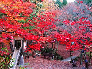 東山公園の紅葉風景